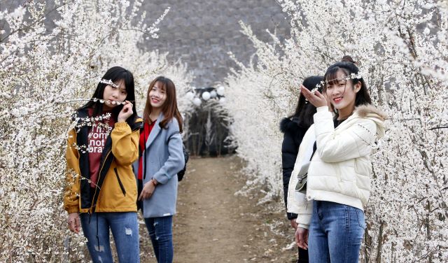 ▲ 괴산 칠성 미선나무 꽃 죽제.ⓒ괴산군