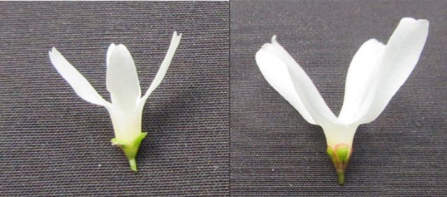 ▲ 충북의 대표 자생식물 미선나무 신품종 출원(왼쪽 일반미선, 오른쪽 한별).ⓒ충북 산림환경연구소