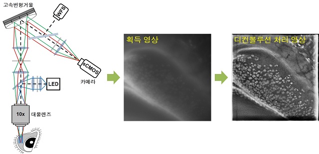 ▲ 쥐 결막을 예시로 한 영상 획득 및 영상처리 과정.ⓒ포스텍