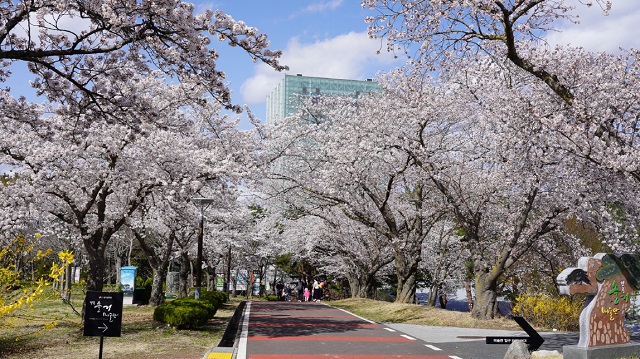 ▲ 경주엑스포대공원 지난해 솔거미술관 옆 벚꽃길 전경.ⓒ경주엑스포