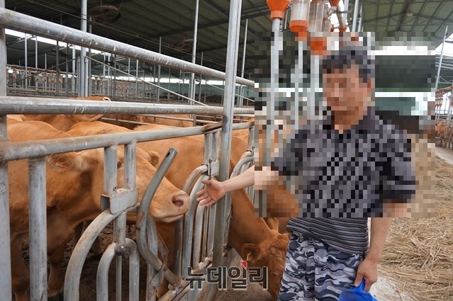 ▲ 한우를 집단사육하고 있는 충북의 A 농장.ⓒ뉴데일리 D/B