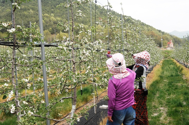 ▲ 청송군농업기술센터는 관내 사과재배 농업인을 대상으로 자체 생산한  인공수분용 꽃가루를 보급할 계획이다.ⓒ청송군