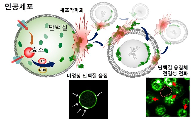 ▲ 인공세포의 단백질 응고체 생성과 전파 과정 모식도.ⓒ포스터