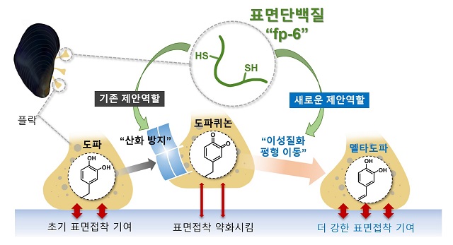 ▲ 시스테인을 포함하는 홍합의 표면단백질이 델타도파로의 이성질화 평형 이동을 유도하여 산화적인 수중환경에서 표면접착 유지에 기여하는 새로운 역할 모식도.ⓒ포스텍