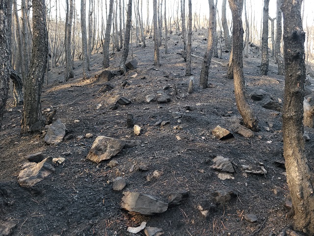 ▲ 산불로 인해 피해를 입은 송이산 현장.ⓒ울진군
