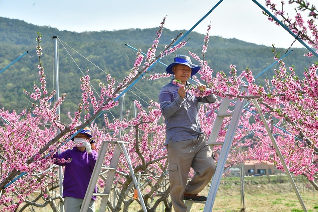 ▲ 청도 전역에 복사꽃이 만발하여 온 지역이 분홍빛으로 물들어 관광객의 발길을 사로잡는다.ⓒ청도군