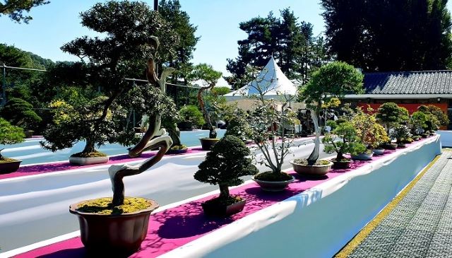 ▲ 청남대 봄꽃축제 '야생화' 등 작품전시.ⓒ충북도