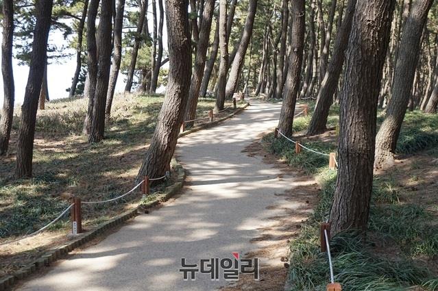 ▲ 충남 서천군 핫플레이스 ‘솔바람숲(송림산림욕장)’둘레길. ⓒ뉴데일리 D/B
