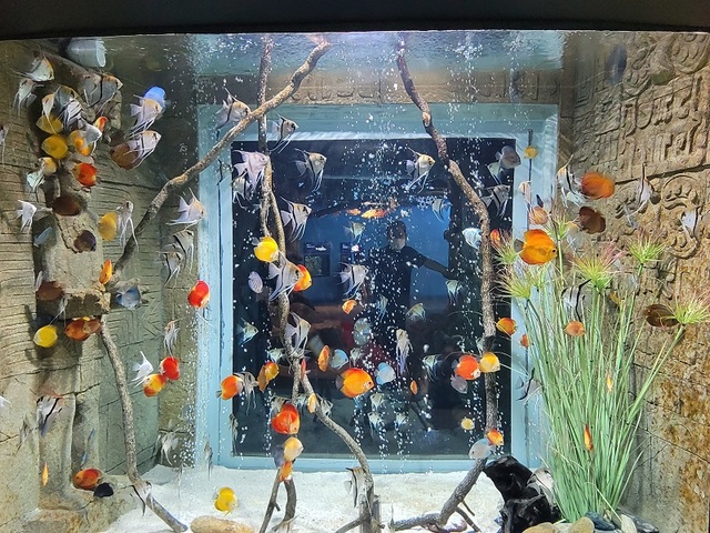 ▲ 단양 나누리아쿠아리움 수조.ⓒ단양군