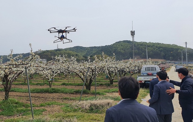 ▲ 세종시가 18일 연서면 고복리 일대에서 드론을 활용한 배 인공수정 작업 시연을 하고 있다.ⓒ세종시