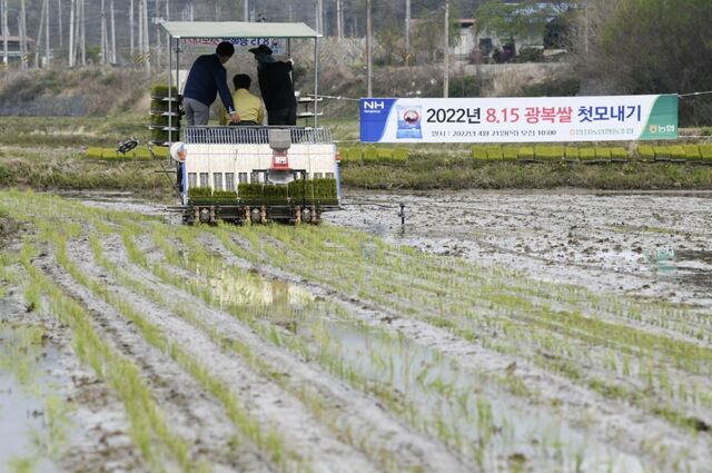 ▲ 영주시는 21일 안정면 오계리 황순섭 농가의 논에서 ‘2022년 8·15광복쌀 재배단지 첫 모내기 행사’를 개최했다.ⓒ영주시