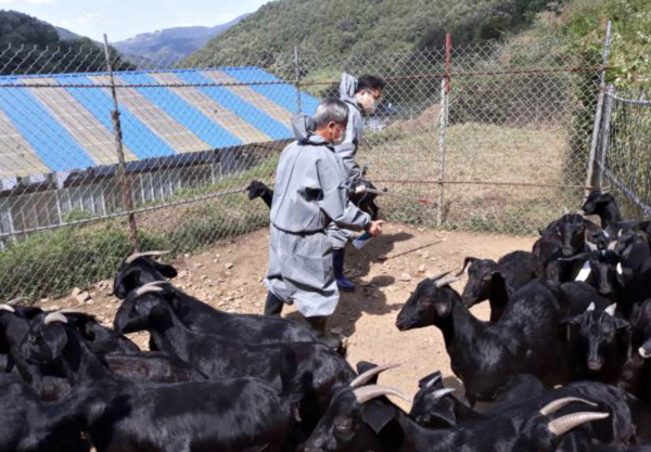 ▲ 충주시가 염소 구제역 백신 일제접종을 실시하고 있다.ⓒ충주시