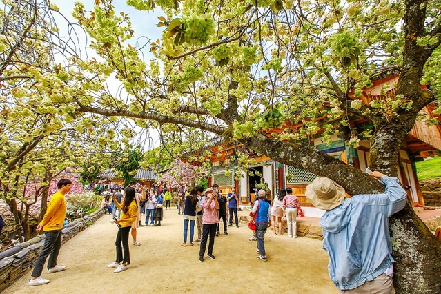 ▲ 충남 서산시 운산면 성왕산 개심사 경내에 만개한 청벚꽃.ⓒ서산시