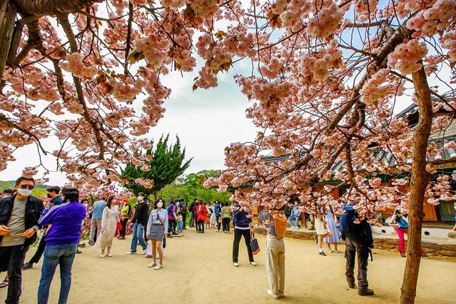 ▲ 충남 서산 개심사에 활짝핀 왕벚꽃.ⓒ서산시
