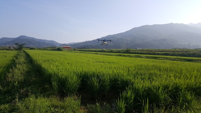 ▲ 청도군은 벼 재배 농업인을 대상으로 고품질 쌀 생산을 위한 농작물병해충 드론방제 지원사업 접수를 벼 재배농가에 대해서 2주 연장해 오는 5월 6일까지 지역농협에서 받는다.ⓒ청도군