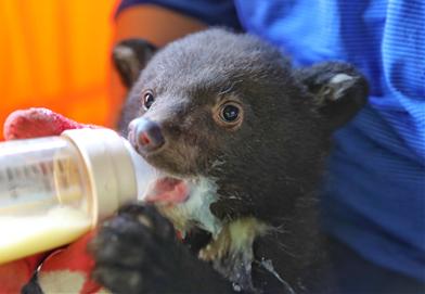 ▲ ⓒ 베어트리파크