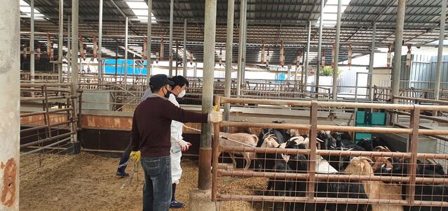 ▲ 영양군은 오는 5월 31일까지 관내 소, 염소, 개 등 3290마리에 대한 가축전염병 발생 차단 및 감염 예방을 위한 2022년도 상반기 가축전염병 접종을 시행한다고 3일 밝혔다.ⓒ영양군