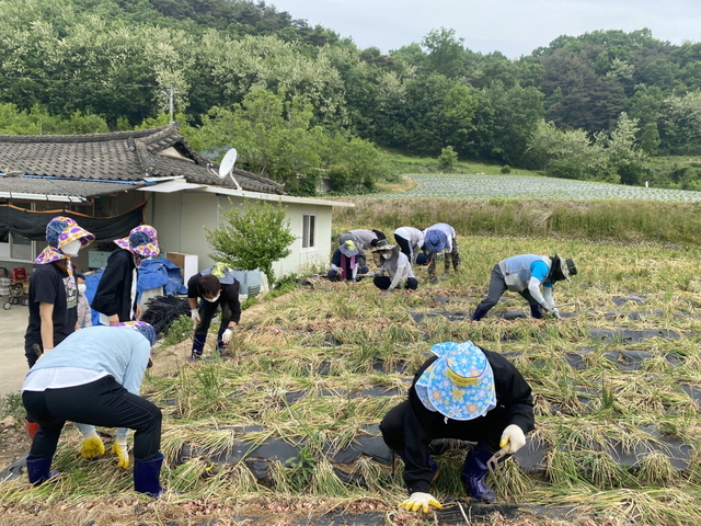 ▲ 예천군은 고령화와 인건비 상승, 코로나19 여파로 인한 외국인 근로자의 입국 어려움으로 삼중고를 겪고 있는 지역 농가를 위해 봄철 농촌일손돕기를 추진한다.ⓒ예천군