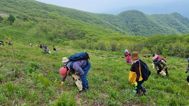 ▲ 영양군은 5월 13일부터 15일까지 3일간 청정 영양 일월산에서 산나물채취 체험행사를 진행한다.ⓒ영양군