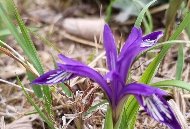 ▲ ‘멸종위기 야생식물’ 솔붓꽃.ⓒ충북도산림환경연구소