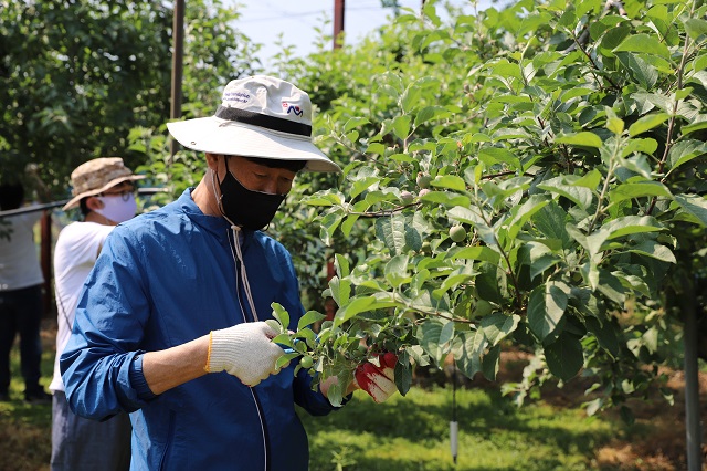 ▲ 독도재단 임·직원이 포항시 기북면 농원에서 사과 열매솎기를 하고 있다.ⓒ독도재단