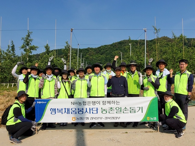 ▲ NH농협은행 경북본부(본부장 윤성훈) 행복채움봉사단과 NH농협 영주시지부(지부장 류승엽)는 25일 영주시 부석면 사과농가를 찾아 사과적과 일손돕기를 하며 구슬땀을 흘렸다.ⓒNH농협은행 경북본부