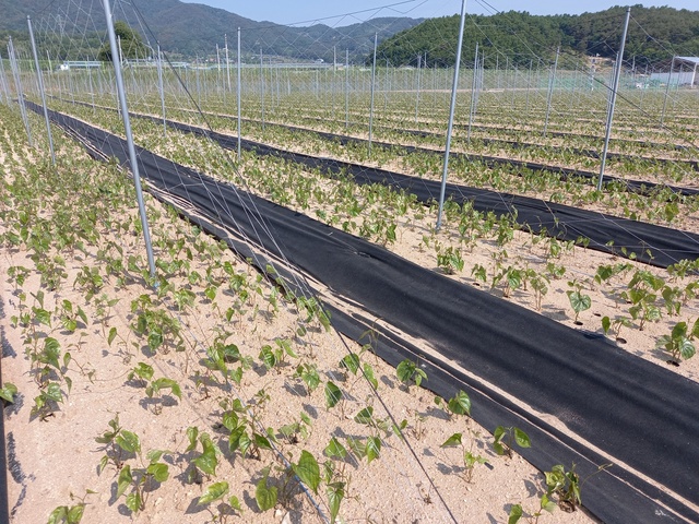 ▲ 2024년까지 3년간 지역특화작목 연구개발비 12억 3800만 원을 확보해 마(산약) 생산성 향상과 농가소득 증대를 위한 ‘노지 디지털 관수·관비 재배기술 개발’ 연구에 들어간다.ⓒ경북도