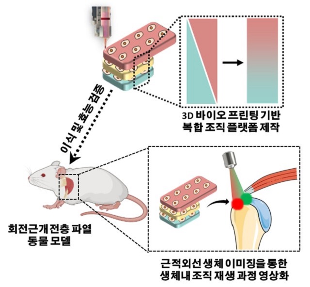 ▲ 파열된 회전근개를 되살릴 수 있는 복합 조직 플랫폼 연구 관련 이미지.ⓒ포스텍