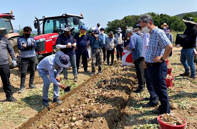 ▲ 영천시농업기술센터 농기계 임대사업소는 지역 최대 소득작목인 마늘의 수확 인력 부족을 해결하기 위해 기계화 기술을 도입하고 3일 금호읍 냉천리 마늘 수확 현장에서 연시교육을 개최했다.ⓒ영천시