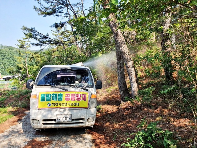 ▲ 영천시 농업기술센터는 갈색날개매미충을 비롯한 농작물에 피해를 주는 돌발해충의 적기 방제를 당부하고, 오는 9~10일 이틀간 공동방제를 실시했다.ⓒ영천시
