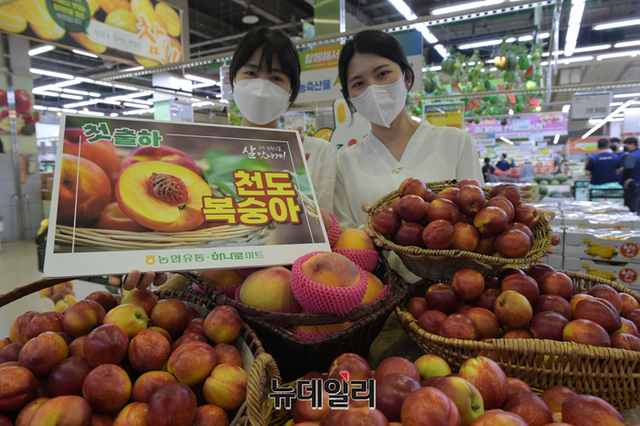 ▲ 농협유통이 12일 서울 서초구 농협 하나로마트 양재점에서 올해 첫 출하된 천도복숭아를 선보이고 있다. ⓒ농협유통