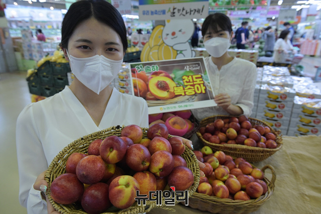 ▲ 농협유통이 12일 서울 서초구 농협 하나로마트 양재점에서 올해 첫 출하된 천도복숭아를 선보이고 있다. ⓒ농협유통