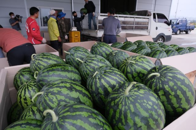 ▲ 출하되고 있는 양산수박.ⓒ영동군