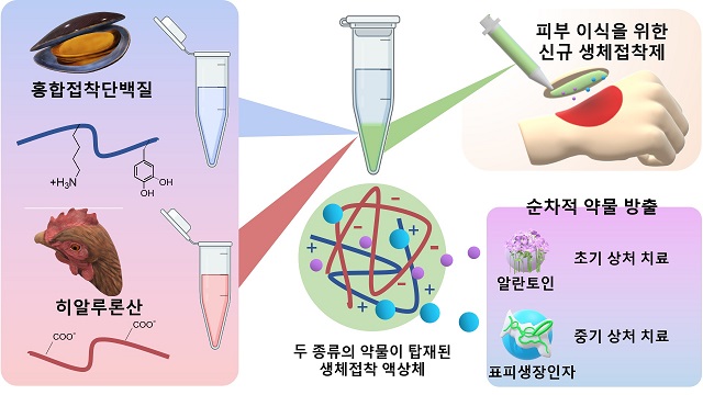 ▲ 상처 치료용 이중 약물(알란토인, 표피생장인자)을 탑재, 방출 가능한 홍합접착단백질 소재 기반의 무봉합 피부 이식용 의료접착제 모식도.ⓒ포스텍