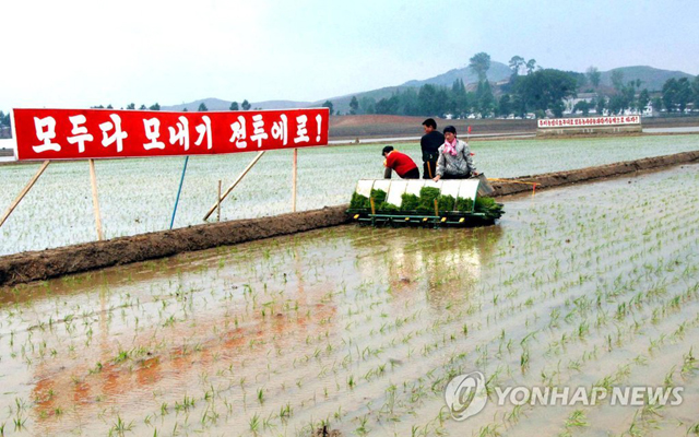 ▲ 코로나 대유행 이전 북한의 모내기 모습. ⓒ연합뉴스. 무단전재 및 재배포 금지.