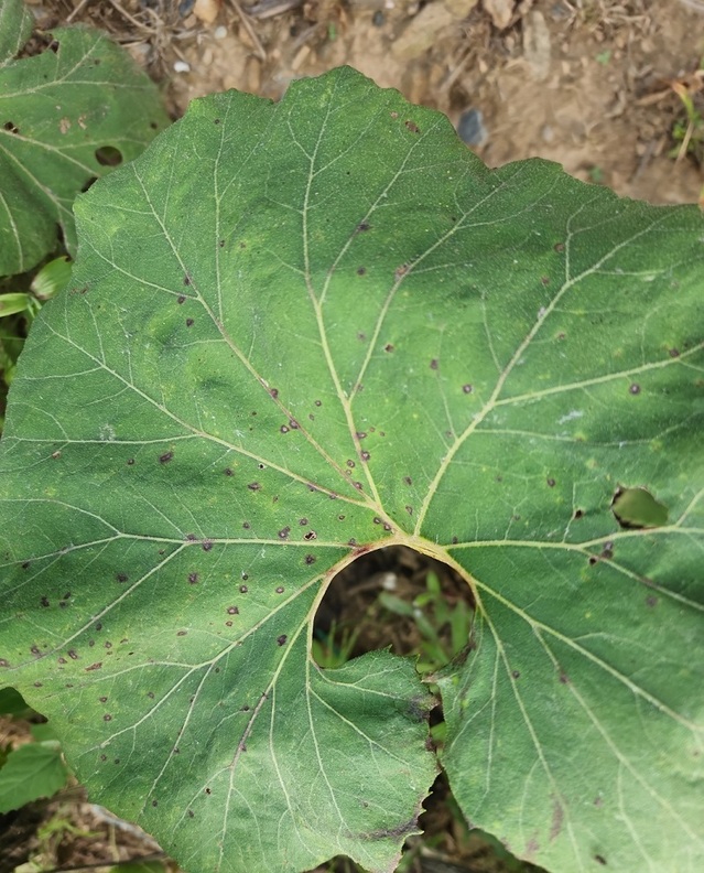 ▲ 최근 충남 서천군 서면 마량리(내도둔 마을) 신서천화력발전소 반경 1㎞ 내에서 재배되고 있는 농작물의 잎 등에서 검은 반점 피해 등이 발생하자 농민들이 그 원인을 ‘낙진’으로 지목하고 대책 마련을 요구하고 나섰다. 서천군과 신서천화력발전소는 농민들의 주장에 따라 각각 정밀 조사에 들어갔다. 사진은 농작물 잎에 검은 반점과 함께 구멍이 나 있다.ⓒ독자제공