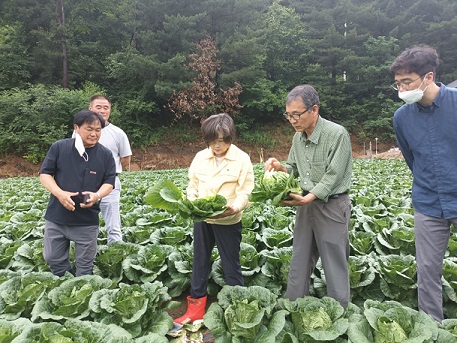 ▲ 수매비축용 배추 현장 품위점검.ⓒaT