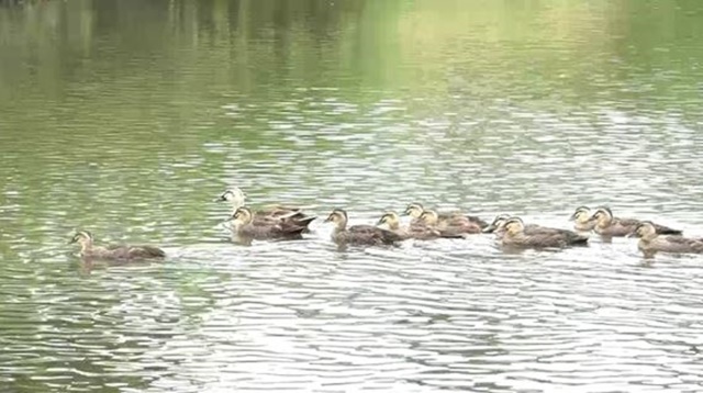 ▲ 삼성전기 수업사업장 인근 원천리천에서 발견된 오리가족. ⓒ삼성전기