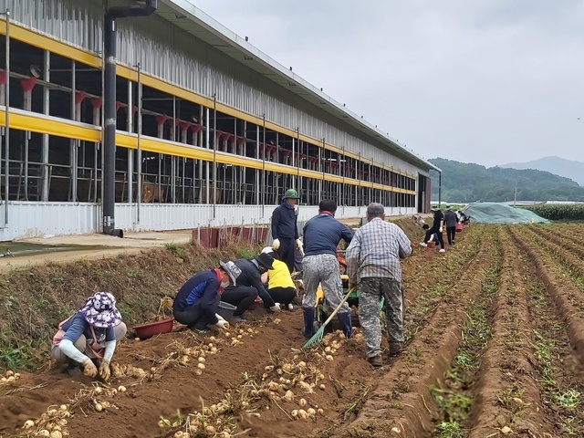 ▲ 경상북도의회사무처 직원 20여명이 27일 예천군 풍양면 낙상리 소재 감자 농가를 찾아 감자 수확에 구슬땀을 흘렸다.ⓒ경북도의회