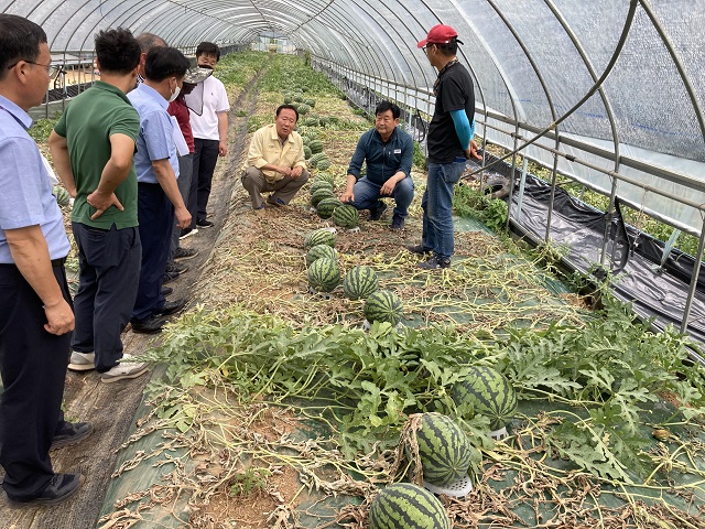 ▲ 박현국 군수가 지난 5일 폭염으로 어려움을 겪고 있는 재산면 갈산리 수박농가를 방문해 피해상황을 점검하고 농가를 위로했다.ⓒ봉화군