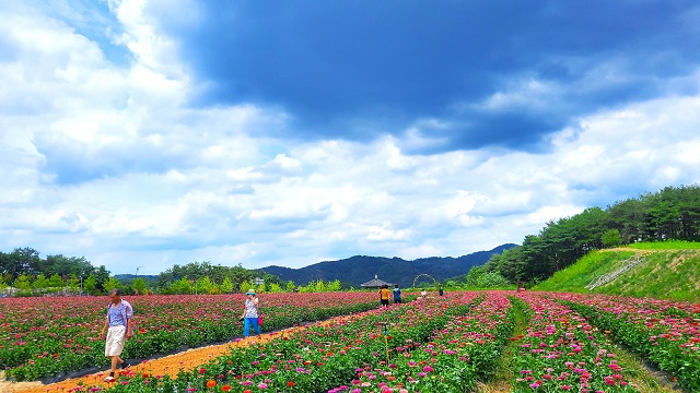 ▲ 안동문화관광단지 일원의 백일홍군락지 전경.ⓒ경북관광공사