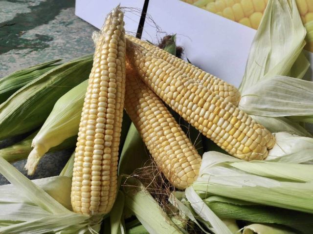 ▲ 괴산 ‘황금대학찰옥수수’ⓒ괴산군
