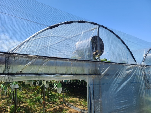 ▲ 2021년 겨울부터 올해 봄까지 지속된 가뭄과 여름철 이른 시기부터 발생하는 고온 등 최근 기상 이상으로 과수농가들이 큰 어려움을 겪고 있다.ⓒ경산시