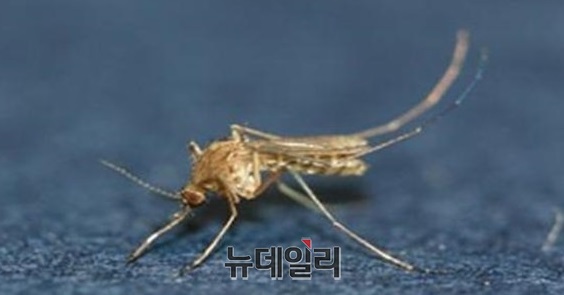 ▲ 일본뇌염 매개모기인 작은 빨간 집모기ⓒ뉴데일리 D/B