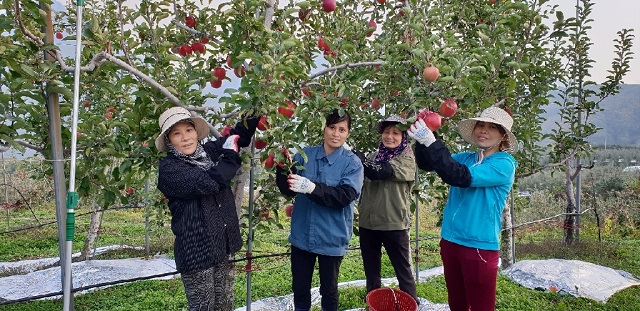▲ 외국인계절근로자들이 농가일을 하고 있다.ⓒ봉화군