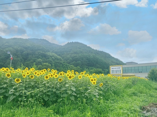 ▲ 영양군(군수 오도창)은 영양고추산업특구(일월면 가곡리, 주곡리) 내 유휴부지에 해바라기 밭을 조성했다.ⓒ영양군