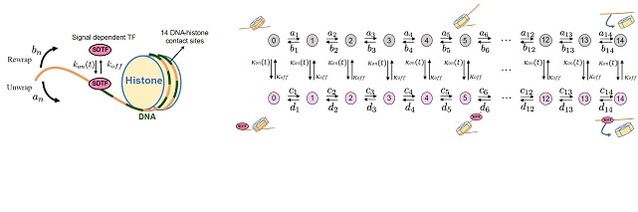 ▲ (왼쪽) 뉴클레오솜을 감싸고 있는 DNA은 마치 동전 던지기로 방향을 정하듯 랜덤하게 히스톤이라고 불리는 구슬을 감싸거나 풀리거나 한다. (오른쪽) 이러한 DNA의 움직임을 확률보행이라는 수학 모델로 표현할 수 있다.ⓒ포스텍