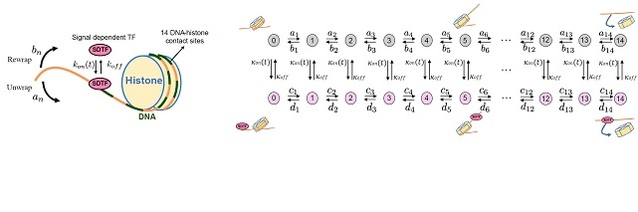 ▲ (왼쪽) 뉴클레오솜을 감싸고 있는 DNA은 마치 동전 던지기로 방향을 정하듯 랜덤하게 히스톤이라고 불리는 구슬을 감싸거나 풀리거나 한다. (오른쪽) 이러한 DNA의 움직임을 확률보행이라는 수학 모델로 표현할 수 있다.ⓒ포스텍