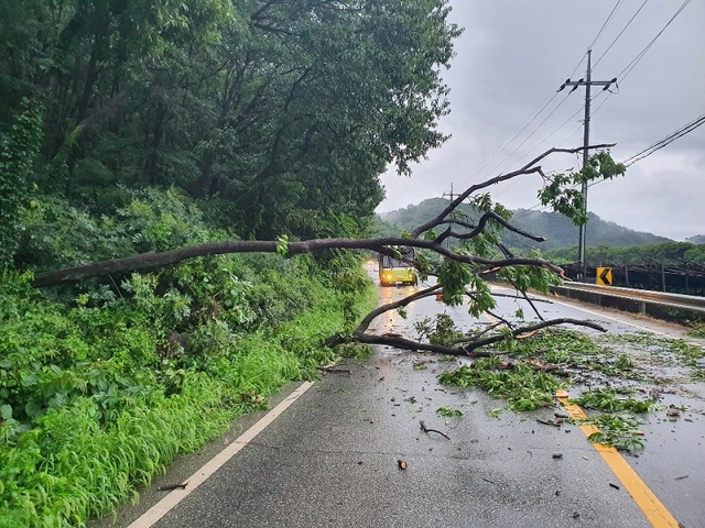▲ 세종시 장군면 평기리에 심어진 나무가 집중 폭우로 넘어져 있디.ⓒ세종시