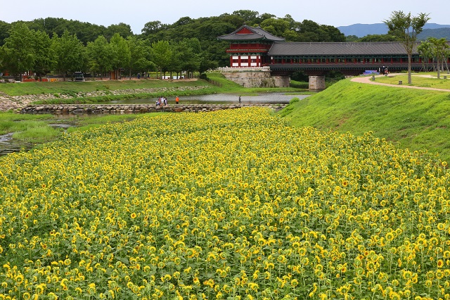 ▲ 월정교 앞 해바라기 전경.ⓒ경주시